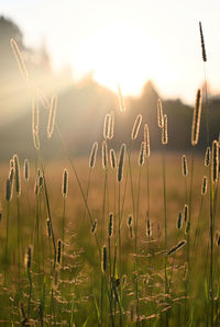 Close-up of stalks against sunset