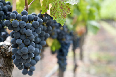 Close-up of grapes in vineyard