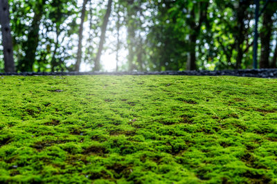 Surface level of dirt road passing through forest