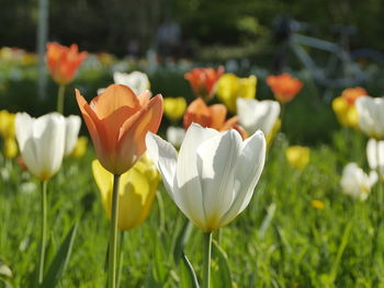 Close-up of flowers blooming outdoors