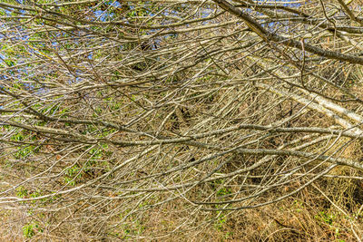 Trees on field in forest
