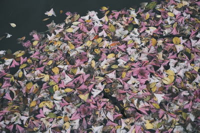 Close-up of purple flowering plants