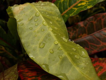 Close-up of wet plant