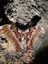 Close-up of insect on rock