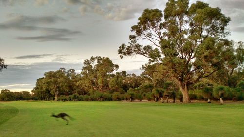 Scenic view of grassy field against cloudy sky