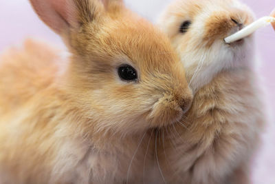 Close-up of a rabbit