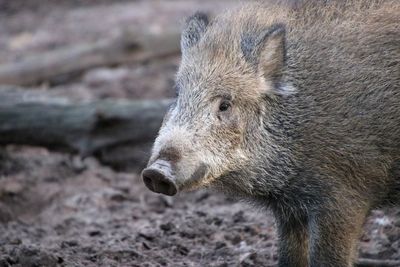 Close-up of a wild boar looking away