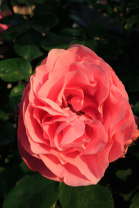 Close-up of rose roses