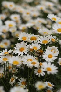 Close-up of white daisy flowers