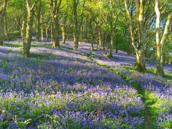 Purple flowers growing in field