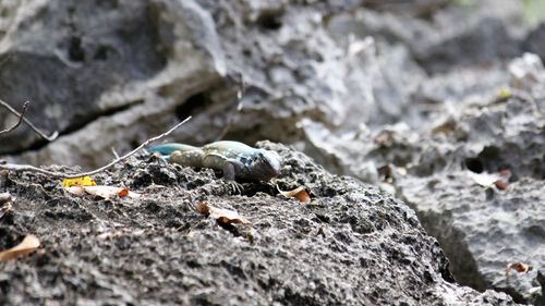 Close-up of lizard on rock