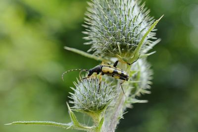Close-up of insect on plant