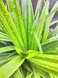 Close-up of wet plant leaves