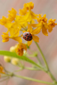 Close-up of insect on yellow flower