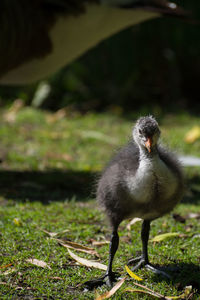 Full length of chick on ground