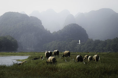 Cows grazing in a field