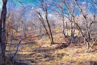 Bare trees in forest