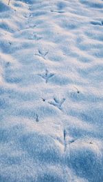 High angle view of birds flying in winter