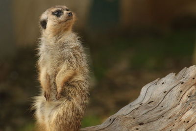 Close-up of meerkat