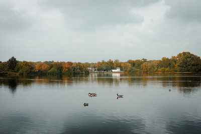 Swans swimming in lake against sky