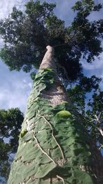 Low angle view of trees against sky