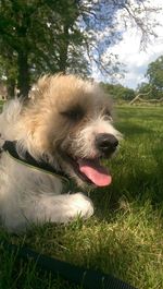 Portrait of black dog on grassy field