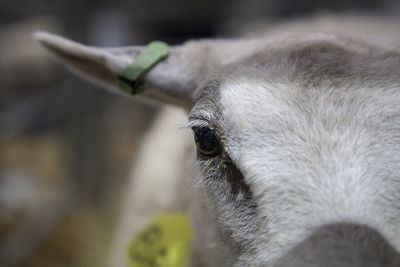 Animals at the royal welsh show. 