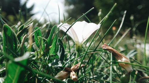 Close-up of white flowering plants on field