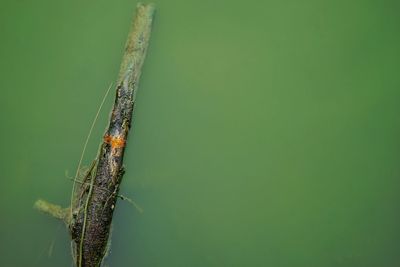 Close-up of damselfly on leaf