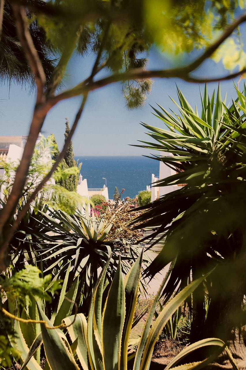 PALM TREES AGAINST SEA