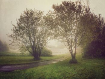 Bare trees on grassy field