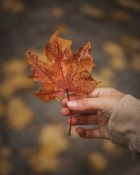 Close-up of hand holding maple leaves during autumn