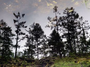 Trees on landscape against sky