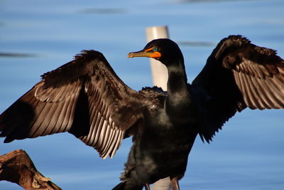 Cormorant bird perching on lake, sunning, with wings spread, by reflecting blue water.