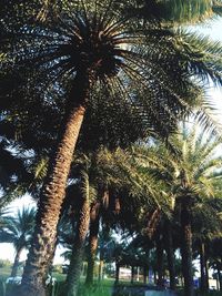 Low angle view of palm trees