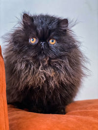 Portrait of black cat sitting on floor