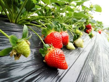 Close-up of strawberries