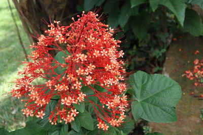 Close-up of red flowering plant