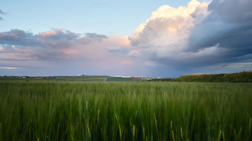 Scenic view of agricultural field against sky during sunset