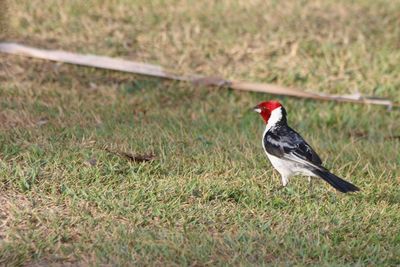 Close-up of bird perching on field