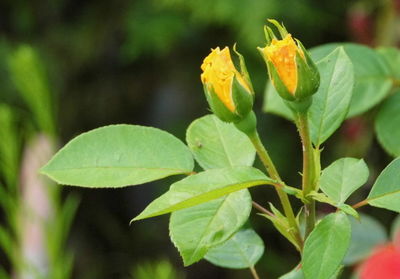 Close-up of insect on plant