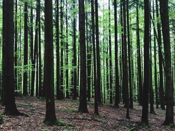 Trees in forest