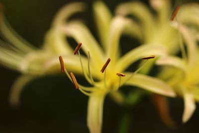 Close-up of flowering plant