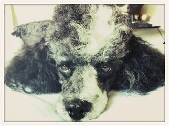 Close-up portrait of a dog