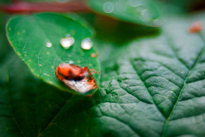 Close-up of raindrops on leaf