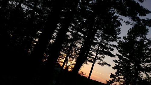 Silhouette of trees at sunset