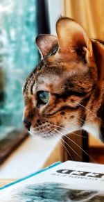 Close-up of a cat looking away