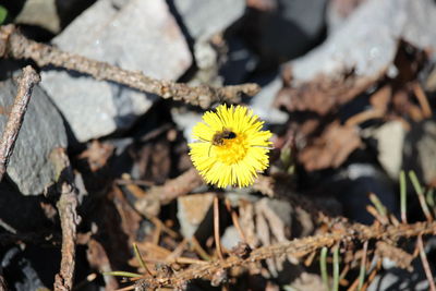 Close-up of yellow flower blooming outdoors