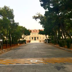 Road along trees