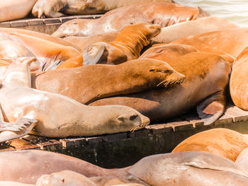 High angle view of sea sleeping